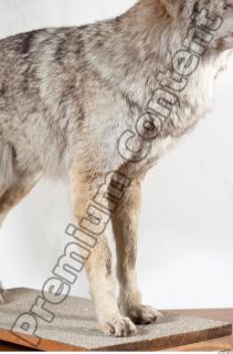 Wolf leg photo reference 0001